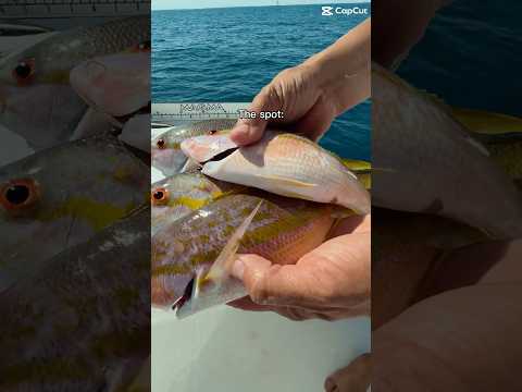 YELLOWTAIL fishing Spot 🔥#shorts