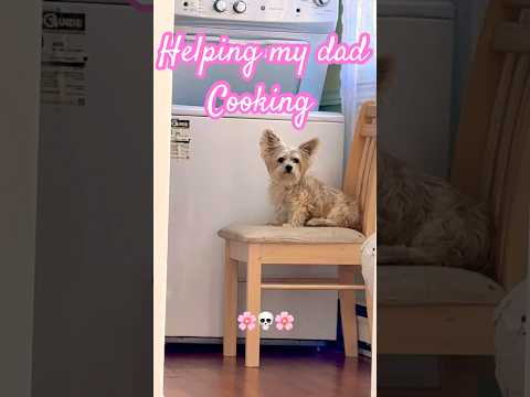 Helping my dad cooking💛💛💛 #cute #puppy #puppies #cutepet