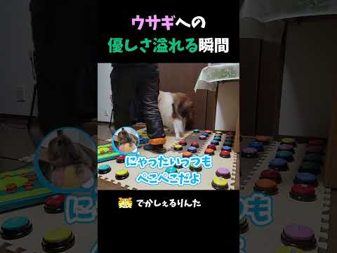 ウサギへの優しさ溢れる瞬間【会話ボタンでしゃべる犬】 #shorts #犬