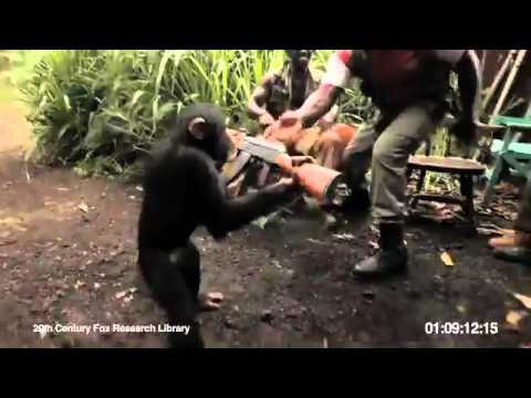 FUNNY! Ape Goin Wild With An Ak-47 In West Africa !