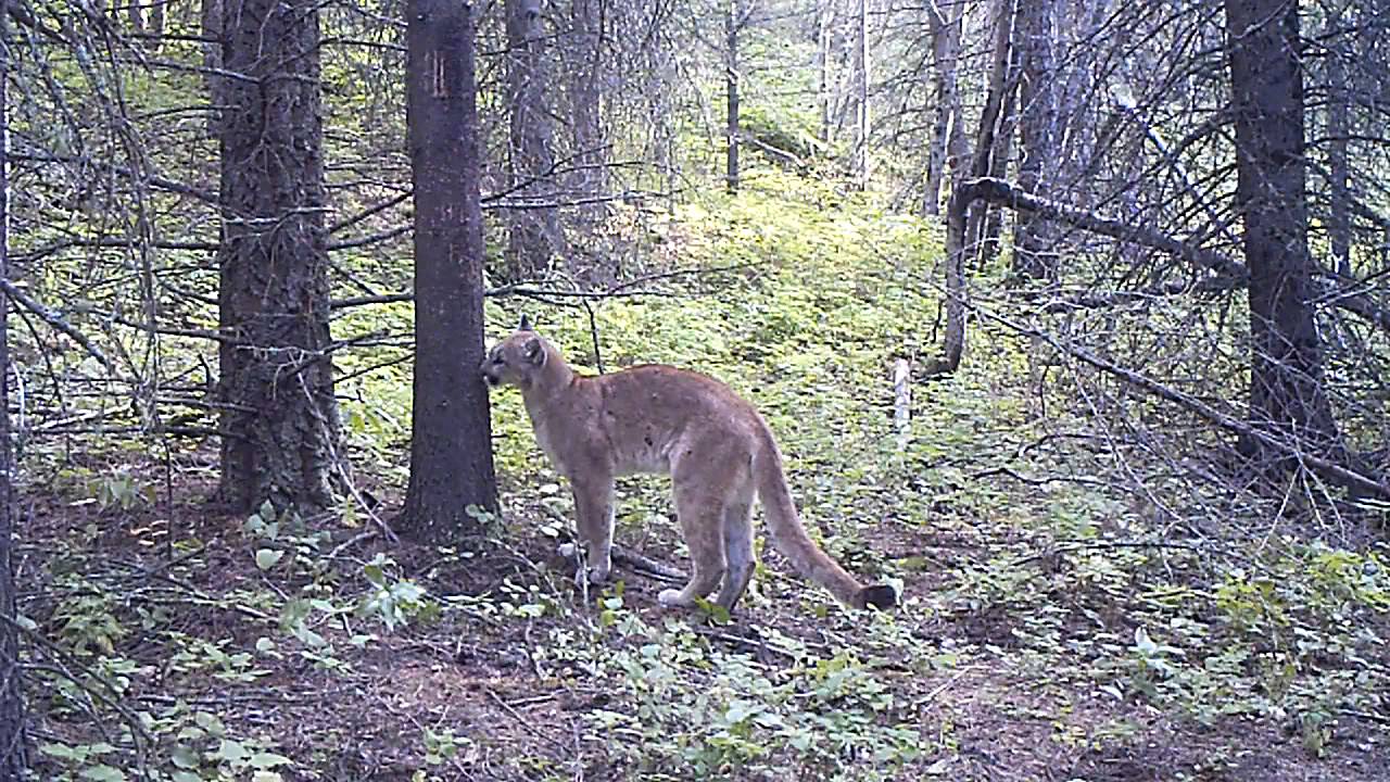 Cougar visits rubbing tree - YouTube