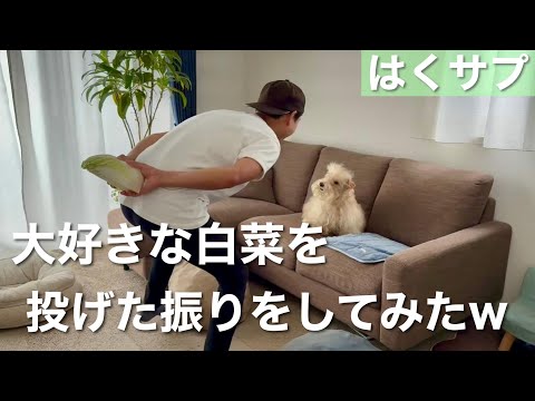 愛犬の大好きな白菜を投げる振りをしてみたら？テリア
