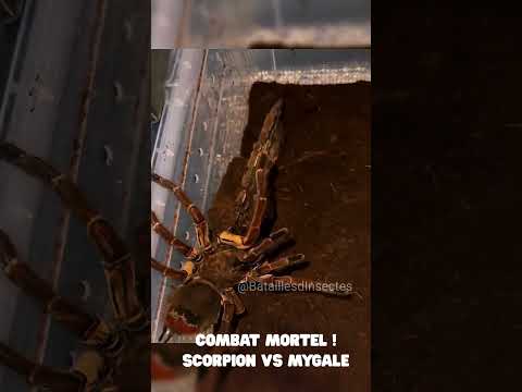 Combat Mortel ! Scorpion vs Mygale