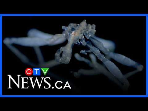 New sea spider species discovered off B.C. coast