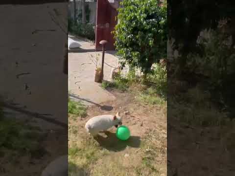 Today little dog started having magical fun 🐕☀️🤪 #short #enjoy