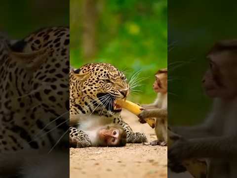 Banana Negotiation: Monkey Trades Treat for His Friend's Life! 🍌🤝🐒