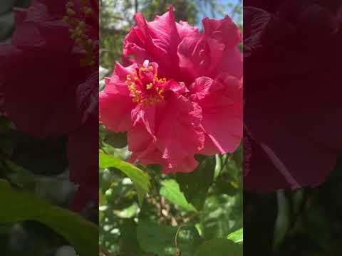 Hibiscus 🌺 it's beautiful #beautful #flowers #shorts #youtubeshorts