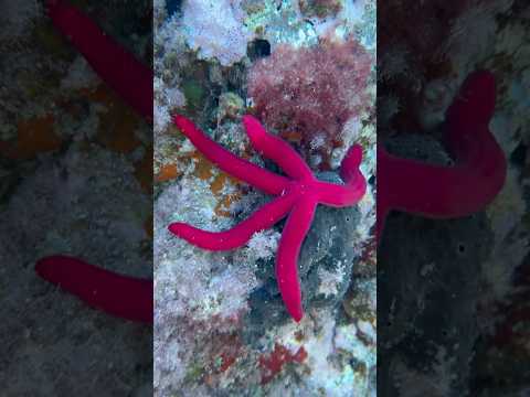 El mar mola #trend #viralvideo #animales #mar