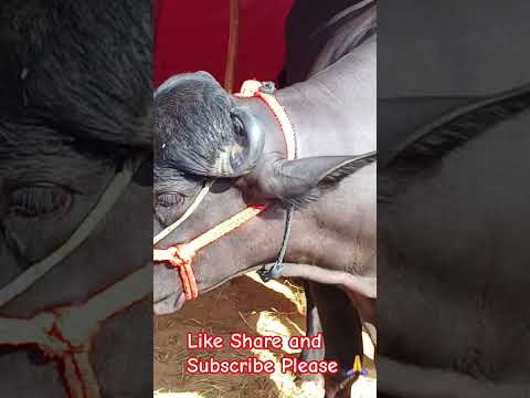 पुष्कर मेला 2025 सबसे बड़ा भैसा Pushkar Faire 2025 #pashumela #pushkar