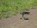 cobra vs mongoose