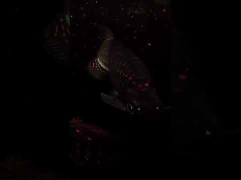 Cantik sekali ikan ini #shorts