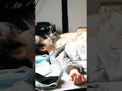 早く甘えたいのに飼い主に寝かしつけられる不憫な猫