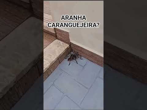Aranha caranguejeira 🕷? #tarantula #spider #arachnid
