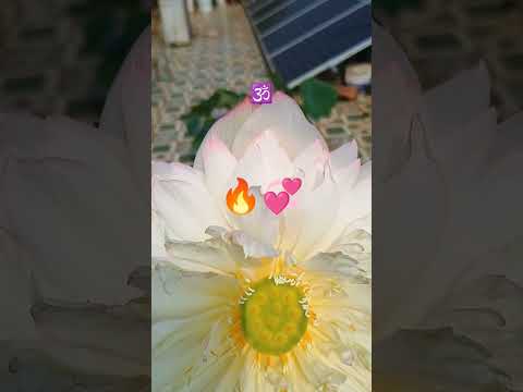 🙏🕉️Be like lotus #trust in the #Light📈💯