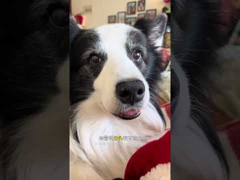 蛋:我豁牙怎么了?怎么了??怎么了?!!! #边牧 #养狗的乐趣 #不养狗不知道养狗的乐趣 #万物可爱计划