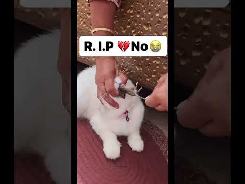 🤣🤣 #cat #cutekitt #cutecat #catlover #kitts #cuteanimal #cute #kittos #cutepet #kitten