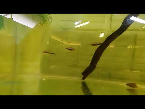 quarantined fish for the public aquarium 