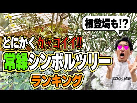 【ランキング発表】お庭をカッコ良く見せる常緑樹シンボルツリー4選