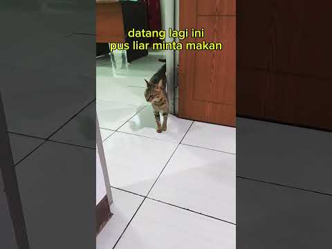 Kucing liar ingin makan #cat #kucing #kucingkampung