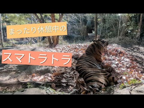 犬の動画サムネイル - 【よこはま動物園ズーラシア】まったり休憩中のスマトラトラ🐯
