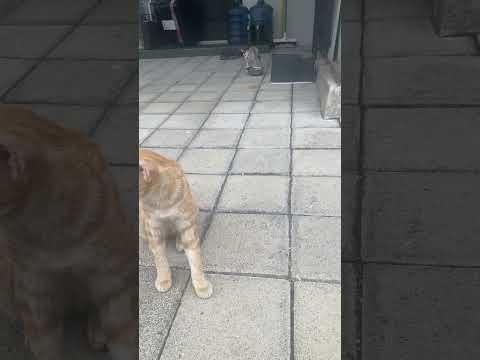 Kucing Puman Marah Kalau Aku Deket Adiknya #nizamkucinglucu #cat #cute #貓咪日常 #pets #imut #貓 #funny