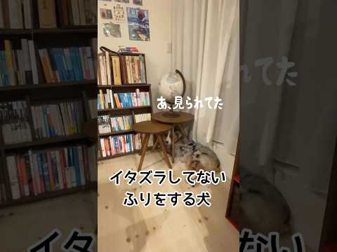 隠れてバレバレのイタズラをする犬#犬のいる暮らし #オーストラリアンシェパード#かわいい#癒し#dog #puppy #australianshepherd