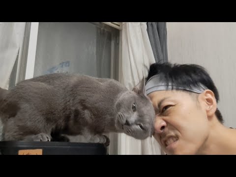 頭突き対決
