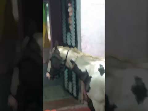 How Horse Riding Became an Extreme Sport