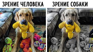 Ваша собака может видеть игрушки, только если они таких цветов