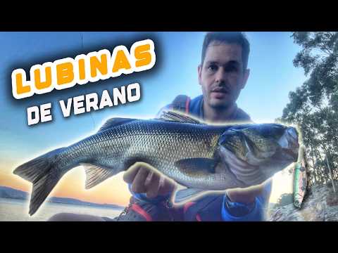 Así pesco LUBINAS a SPINNING en verano 🌊🎣 [GALICIA]