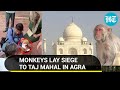 Agra: Monkeys 'invade' Taj Mahal; Spanish tourist bitten, hospitalised