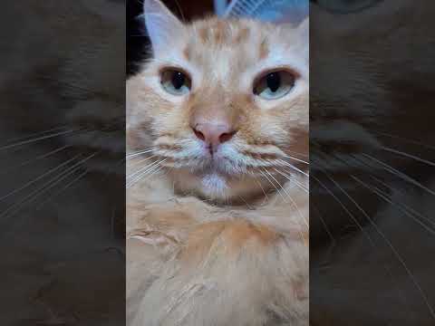 Mad orange cat sound #cat #madcat #catfight #funnycat #catmemes #catlover #catlife #kitty #shorts