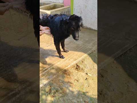 aj hum nahaile bani🤣🤭🧿#shorts #ytshorts #germanshepheard #doglove #petlover #shera #trendingshorts
