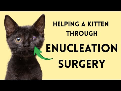Enucleation (Eye Removal Surgery): What to Expect with Your Kitten