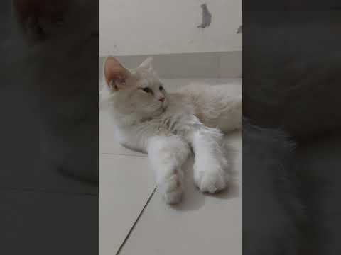 Cat Funny Videos #cat #cats