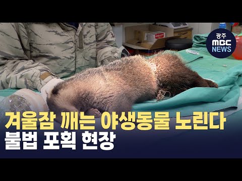 겨울잠 깨는 야생동물 노린다‥불법 포획 현장 (뉴스투데이 2024.03.29 광주MBC)