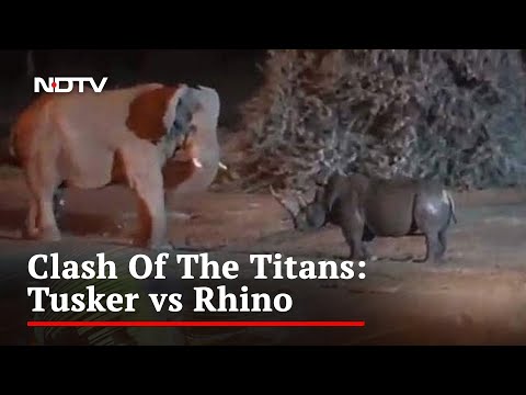 Viral Video Captures Intense Clash between Elephant and Rhinoceros