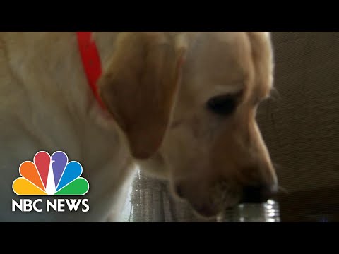 Behind The Scenes With Dogs Being Trained To Detect COVID-19 | NBC Nightly News