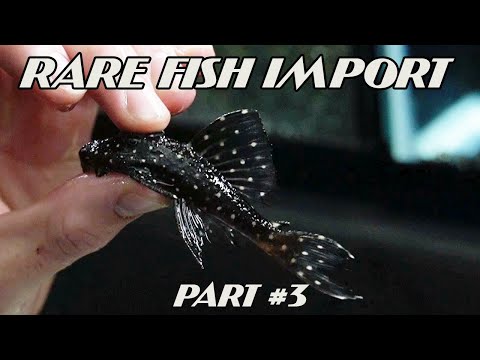RARE FISH IMPORT UNBOXING *PART 3* 🐟Thank you for watching and be sure to check out THE WATERFRONTSLC for all your aquarium supplies