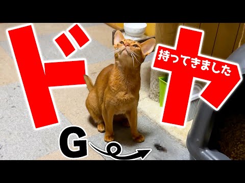 深夜に猫がGを咥えてきたユーモア動画と反応の魅力 サムネイル
