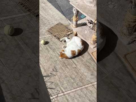 Simba tomando vitamina d #cat #gatos #simba #catshorts
