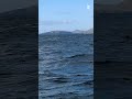 Breaching whale thrills spectators in Ireland  - 00:30 min - News - Video