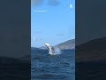 Breaching whale thrills spectators in Ireland