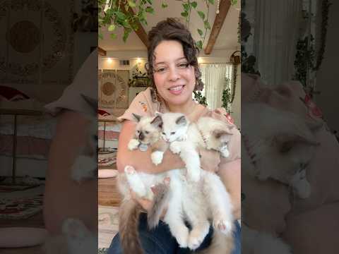 Who did the best baby hold & ragdoll test? #kitten #ragdoll #cat #sacramento