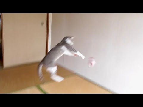 君は猫界1の身体能力の持ち主だよ