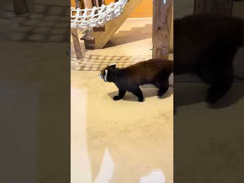 犬の動画サムネイル - #shorts レッサーパンダのココアちゃん　 かみね動物園　IMG 6978