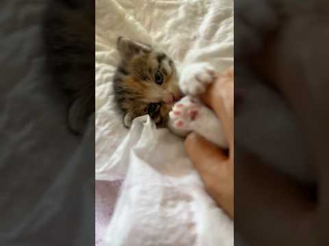 Giving some love to my little tiger after her nap IN MEMORIAM