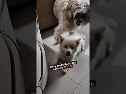 Jimmy and Fluffy #dog #cutepet #love #ytshorts #trending