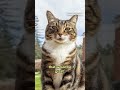 Cat gets an honorary doctor of litter-ature degree  - 00:38 min - News - Video