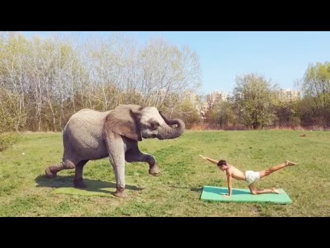 New Years Morning Yoga Routine with my Elephant 🐘 | bestfriends | good mood | Partner Yoga 🧘